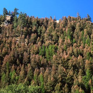 Western Spruce Budworm - Perry OR 1991